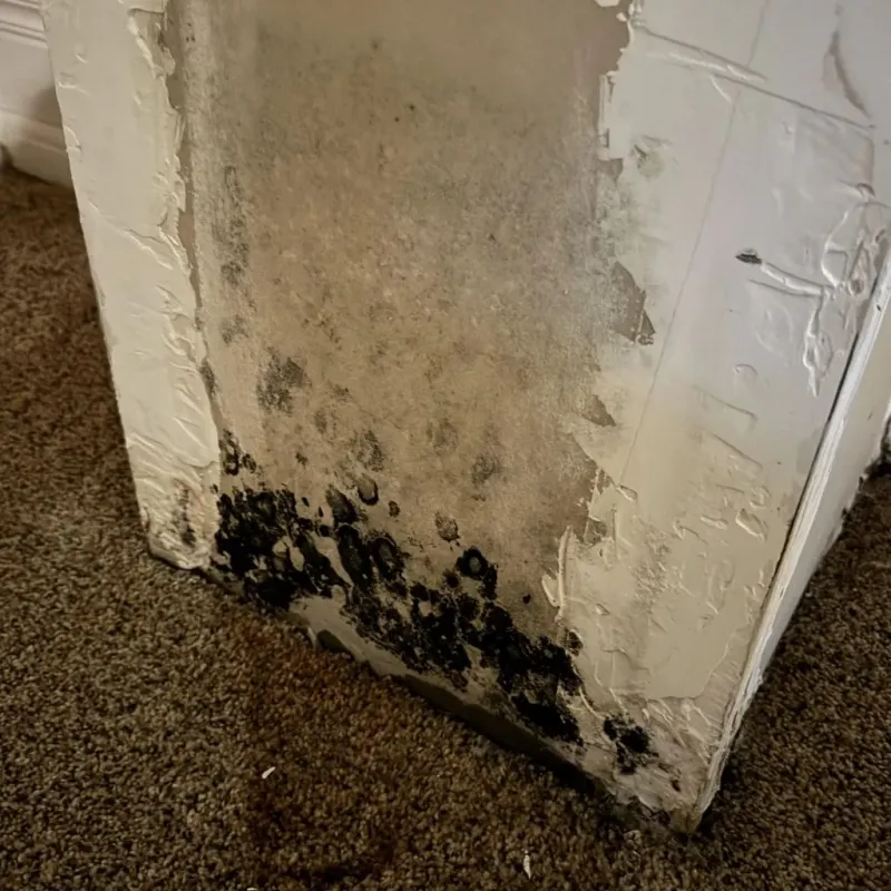Professional Mold Removal in Mount Airy, NC